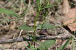 Looseflower waterwillow